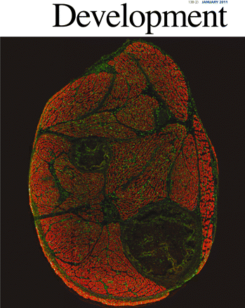 MathewKardonDevelopment2011