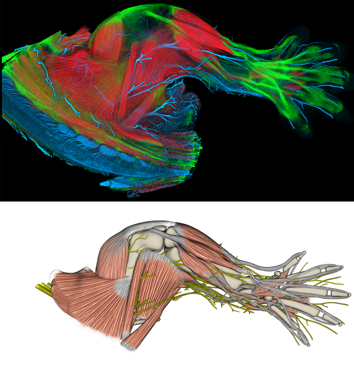 E14.5 Mouse Limb