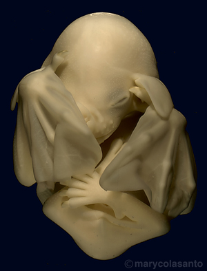 BatEmbryoFront